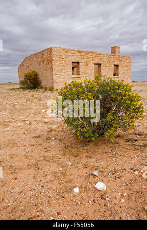 Ruinen der historischen 19. Jahrhundert Carcory Gehöft, Landhaus aus Stein mit Senna Busch Blüte unter Gewitterhimmel, Outback Australien Stockfoto