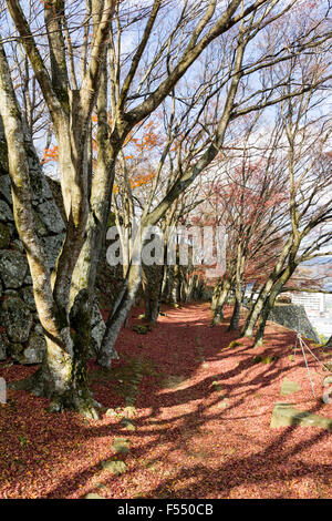 Japan, Tsuyama schloss, Kakuzan-jo. Weg vorbei an der Honmaru, bei der die Zeile der Blattlosen ahorn Tress, Boden in rot Laub bedeckt. Winter. Stockfoto