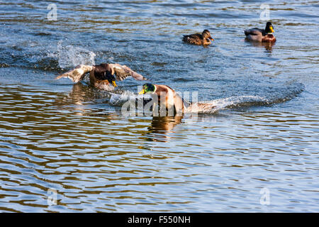 Japan. Stockenten, Männer und Frauen auf dem Wasser, ein Mann greift durch ihn fliegen am Wasser mit der anderen eine Flucht. Stockfoto