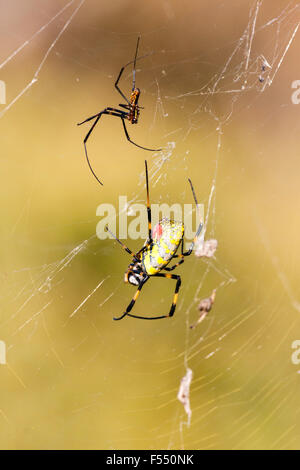 Japan. Gelbe & Rote Spinne. Tetragnathidae, Nephila clavata, joro Spinne, Golden orb Web spider Gruppe, Frauen sitzen im Web mit kleineren mate. Stockfoto