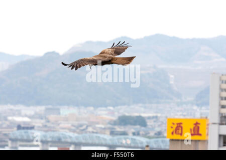 Japan. Viewer mit Schwarzmilan, MILVUS MIGRANS, fliegt über japanische Stadt. Flügel breit wie entlang nach unten auf der Suche nach Beute gleitet. Stockfoto