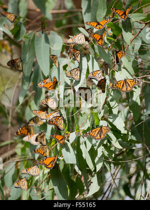 Monarchfalter (Danaus Plexippus) Stockfoto