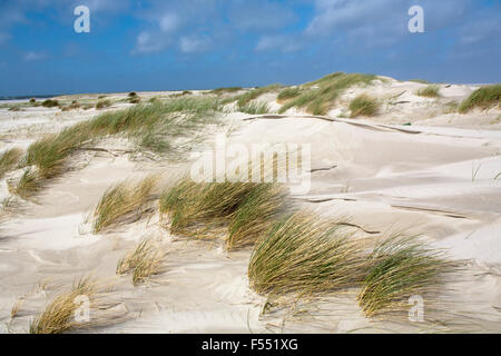 DEU, Deutschland, Schleswig-Holstein, Nordsee, Insel Amrum, Dünen bei Norddorf. DEU, Deutschland, Schleswig-Holstein, Nordseei Stockfoto