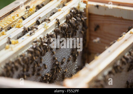 Bienen auf den Waben auf Bauernhof Stockfoto