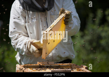 Mittelteil der Imker Bienen aus dem Rahmen der Bienenstock auf der Farm Bürsten Stockfoto