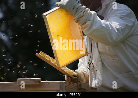 Mittelteil der Imker Bienen aus dem Rahmen der Bienenstock auf der Farm Bürsten Stockfoto