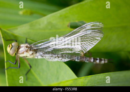 Nahaufnahme der Libelle auf Blatt Stockfoto