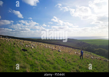 Schafbeweidung am "Bauernhof" East Portlemouth, South Devon, UK Stockfoto