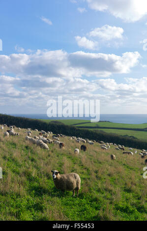 Schafbeweidung am "Bauernhof" East Portlemouth, South Devon, UK Stockfoto