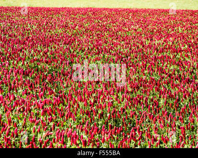 Crimson Clover-Feld in der Loire. Die leuchtenden roten Blüten crimson Clover in einen Acker. Stockfoto