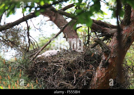 Nördlichen Habicht (Accipiter Gentilis) in Japan Stockfoto