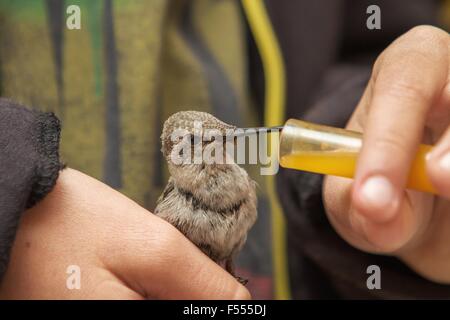 Kolibri ernähren sich von Nektar von einem jungen Stockfoto