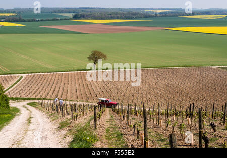 Pflege der Weinberge in der Nähe von Sancerre. Ein paar der Arbeitnehmer arbeitet an Reben an einem steilen Hang in der Nähe der berühmten Stadt von Sancerre. Stockfoto