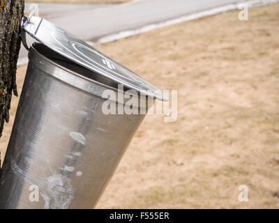 Sammeln Maple Sap Sirup. Ahorn-Sap-Eimer hängt sammeln Saft von einem Ahornbaum. Ein Tropfen Saft tropft Sie den Deckel ab. Stockfoto