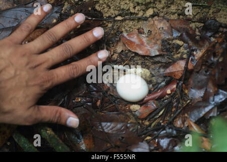 Malaiische Pfau-Fasan (Polyplectron Malacense) in Malaysia Stockfoto