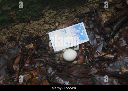 Malaiische Pfau-Fasan (Polyplectron Malacense) in Malaysia Stockfoto