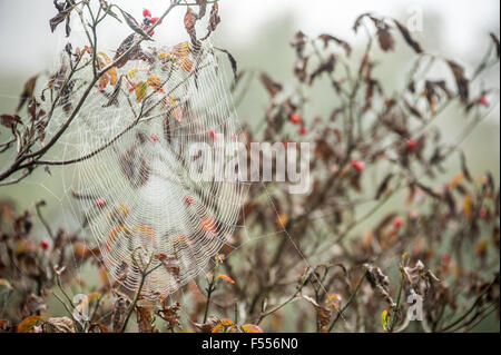 Hinterleuchtete Spinnennetz auf einem nebligen Herbstmorgen in der Nähe von Atlanta, Georgia, USA. Stockfoto