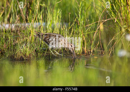 Wilson's snipe Stockfoto