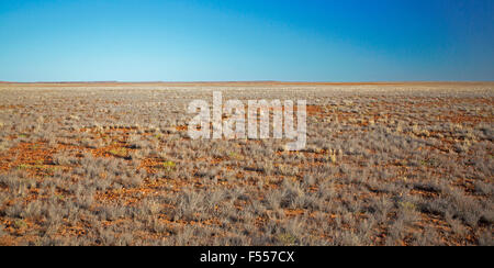 Panorama des australischen Outback-Landschaft der trockenen baumlosen Ebenen Strecken zum fernen Horizont & blauer Himmel Stockfoto
