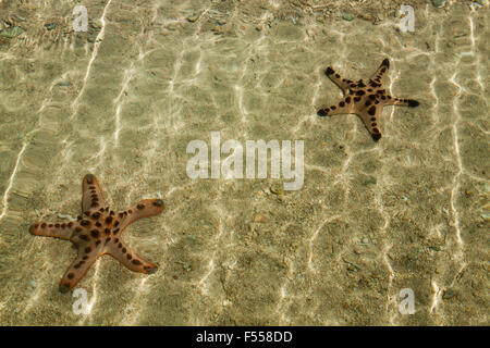 Seestern im seichten Wasser am Sandstrand Stockfoto