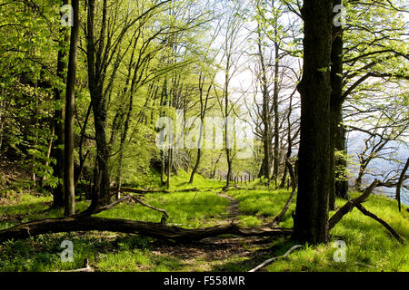 Europa, Deutschland, Nordrhein-Westfalen, Siebengebirge, Wald Im Naturpark Siebengebirge am Drachenfels Bei Königswinter. Stockfoto