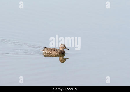 Eine weibliche Teal-schwimmen Stockfoto