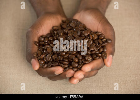 Bild des Mannes mit gerösteten Kaffeebohnen in hohlen Hand am Tisch beschnitten Stockfoto