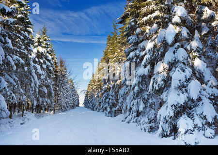 Eine Spur durch einen wunderschönen Wald im Winter. Fotografiert in den Hautes Fagnes (Hoge Venena, Hohes Venn, hohe Venn) im Osten Stockfoto