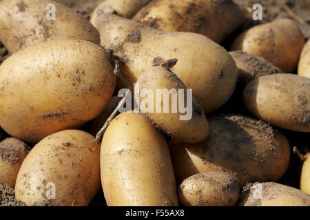 Full-Frame-Schuss von frischen Kartoffeln Stockfoto