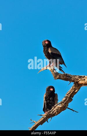 Zwei Bateleur Adler (Terathopius Ecaudatus), thront auf Toten Ast, Kgalagadi Transfrontier Park, Northern Cape, Südafrika Stockfoto