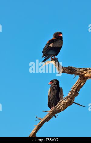 Zwei Bateleur Adler (Terathopius Ecaudatus), thront auf Toten Ast, Kgalagadi Transfrontier Park, Northern Cape, Südafrika Stockfoto