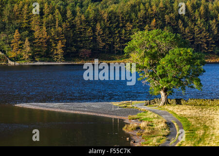 Einsamer Baum am Ufer des Buttermere Sidelit von Rising Sun Stockfoto