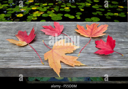 Bunte gefallen Ahorn Blätter im Herbst, auf einer Brücke von einem Seerosenteich. Stockfoto