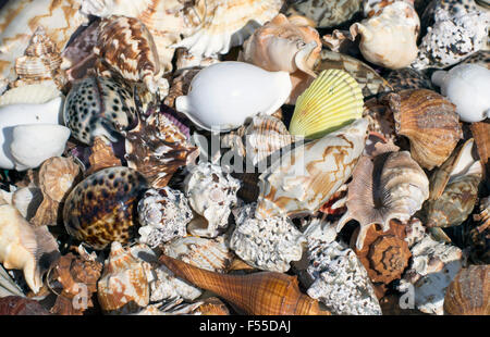 Full-Frame-Schuss von Muscheln Stockfoto