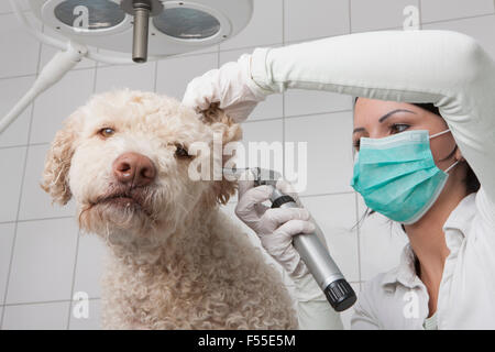 Junge weibliche Tierarzt untersuchen Eselsohr mit Otoskop in Klinik Stockfoto