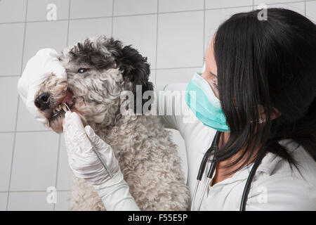 Junge Tierarzt Zahnreinigung Ihres Hundes in Klinik Stockfoto