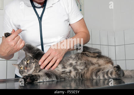 Mittelteil der Tierarzt untersuchen Katze am Tisch in Klinik Stockfoto