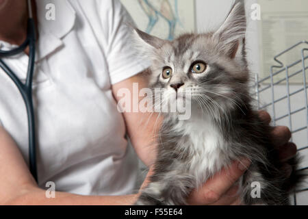 Mittelteil der Tierarzt Holding Katze in Klinik Stockfoto