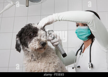 Weibliche Tierarzt untersuchen Eselsohr mit Otoskop in Klinik Stockfoto