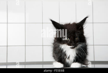 Porträt der Katze sitzt am Tisch in Klinik Stockfoto