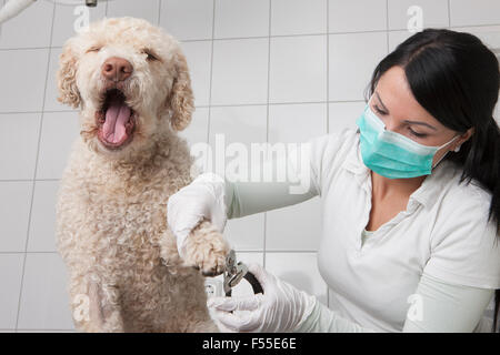 Hund beim Tierarzt schneiden Nägel in Klinik Mund zu öffnen Stockfoto