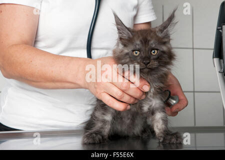 Mittelteil der Tierarzt untersuchen Katze in Klinik Stockfoto