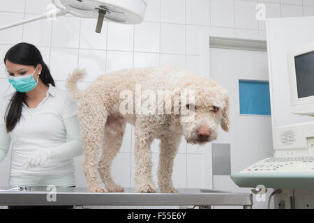 Porträt des Stehtisches Hund beim Tierarzt arbeitet im Hintergrund in Klinik Stockfoto