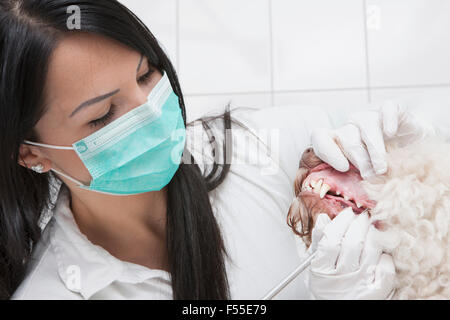Weibliche Tierarzt Zahnreinigung Ihres Hundes in Klinik Stockfoto