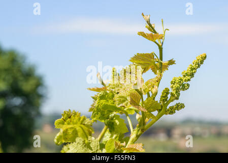 Junge Trauben Knospe an einem italienischen Weinberg Stockfoto