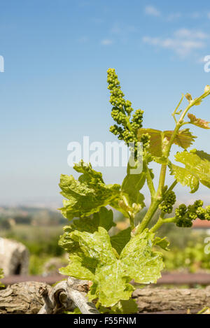 Junge Trauben Knospe an einem italienischen Weinberg Stockfoto