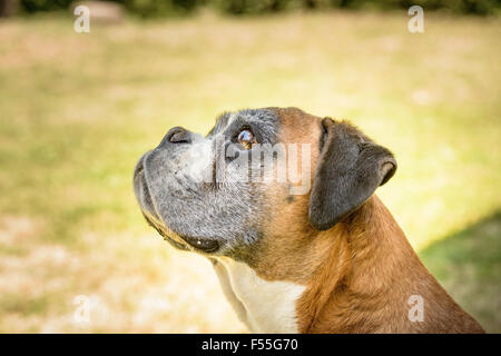 Schönes Portrait der ein Deutscher Boxer Hund Stockfoto