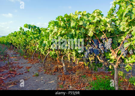 Ein Cluster von roten Trauben reifen auf einer Weinrebe Stockfoto