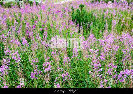 Alpinen Wildblumen, fotografiert in Österreich, Tirol Stockfoto