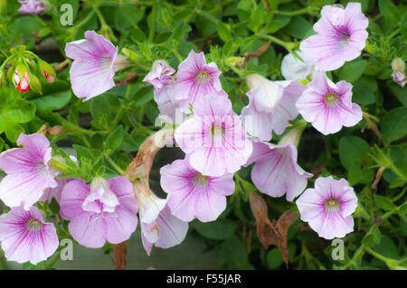 Alpinen Wildblumen, fotografiert in Österreich, Tirol Stockfoto